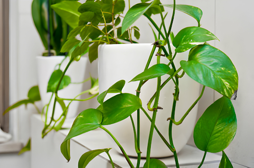 Money Plant Gift Ideas for Special Occasions