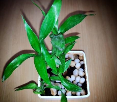 Welcome To The Garden I Created: Buying Online Plants in Bangalore