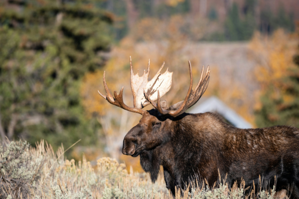 How and Where to Photograph Moose