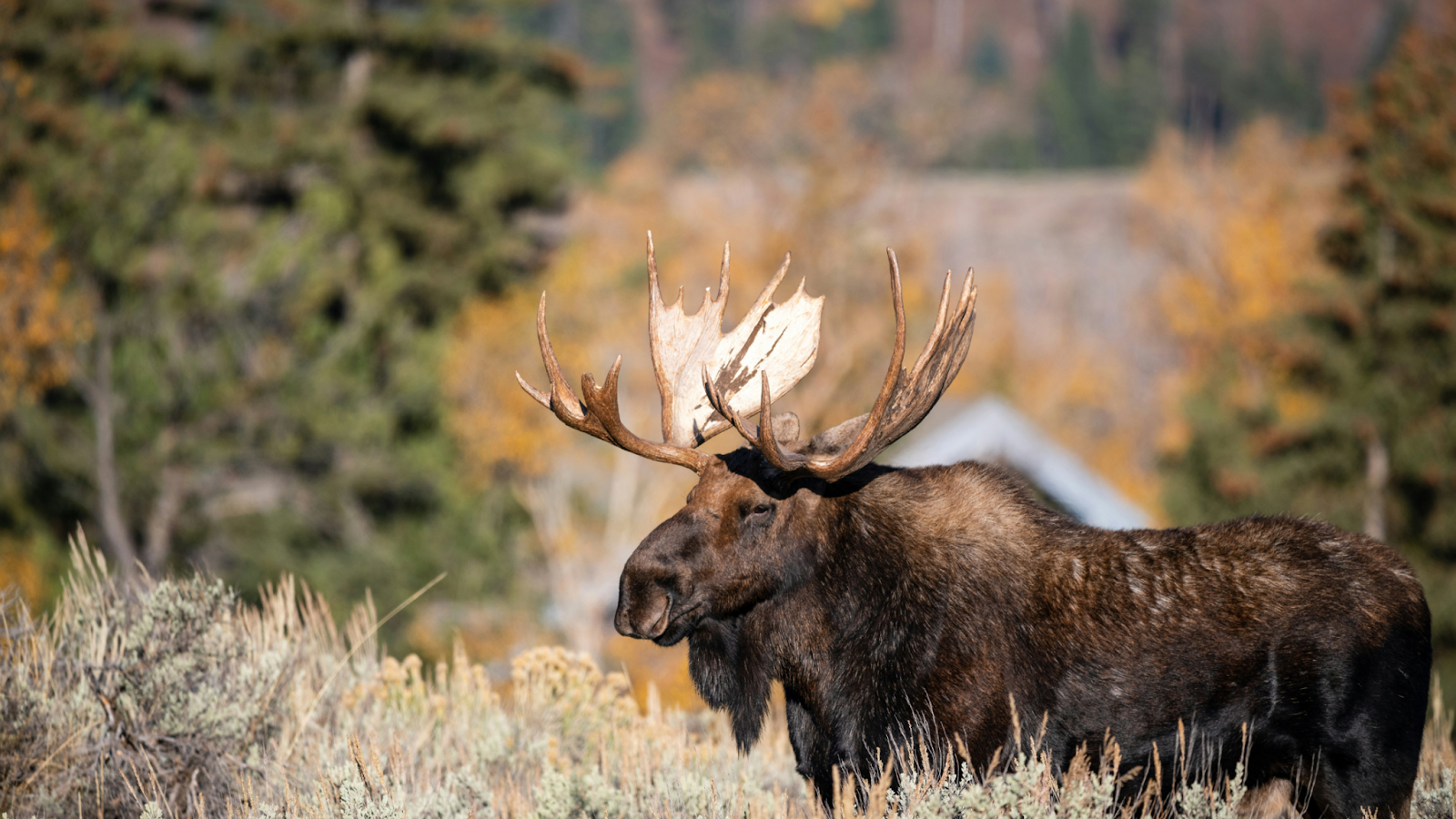 How and Where to Photograph Moose